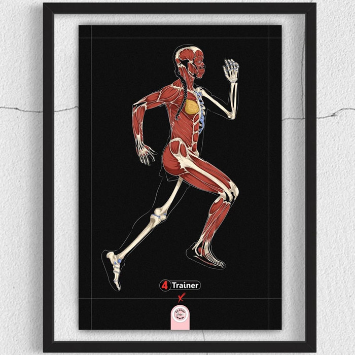 Illustration Anatomique - Spécial RUNNER - 4TRAINER